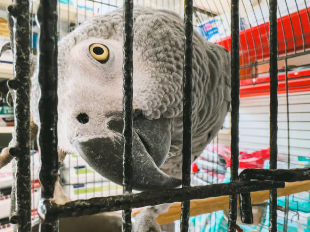 Congo African Grey