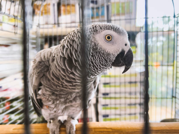Congo African Grey African Grey parrot, additional photograph 2