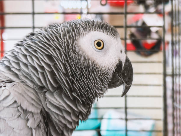 Congo African Grey African Grey parrot, additional photograph 3
