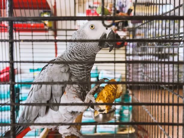 Congo African Grey African Grey parrot, additional photograph 4