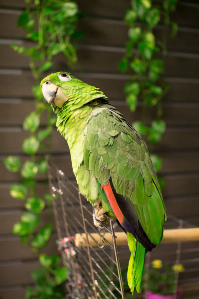 Amazon Parrot