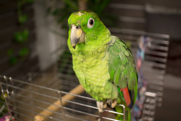 Amazon Parrot