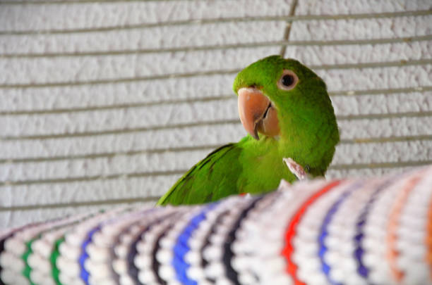 Caique