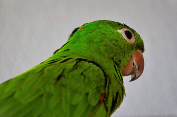 Caique
