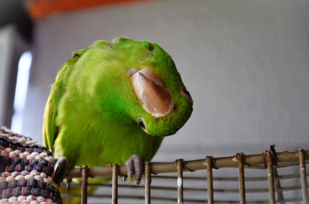 Caique