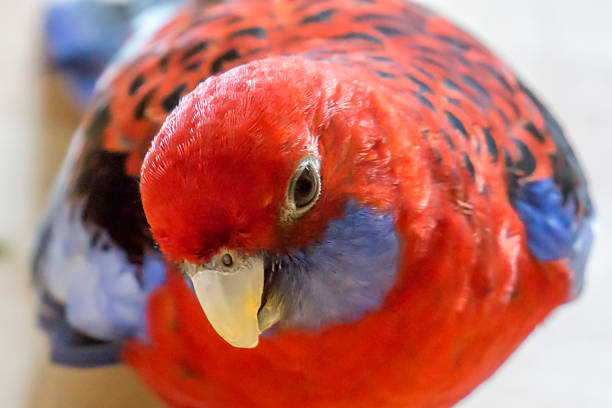Crimson Rosella