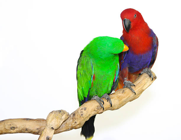 Eclectus Parrot (Eclectus) perched, full body view