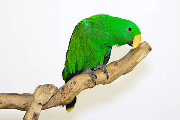 Eclectus Parrot Eclectus parrot, additional photograph 2