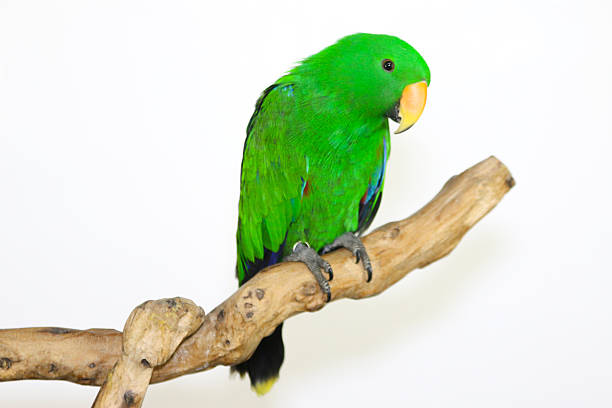 Eclectus Parrot Eclectus parrot, additional photograph 3