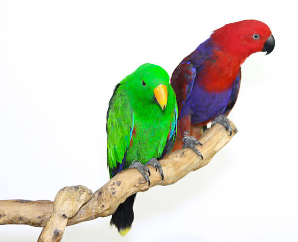 Eclectus Parrot Eclectus parrot, additional photograph 4