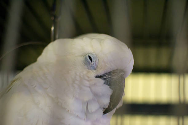 Goffin Cockatoo - Cockatoo parrot available from PickIN Parrots
