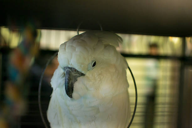 Goffin Cockatoo Cockatoo parrot, additional photograph 2
