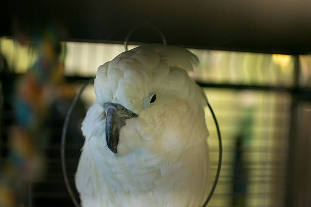 Goffin Cockatoo Cockatoo parrot, additional photograph 3
