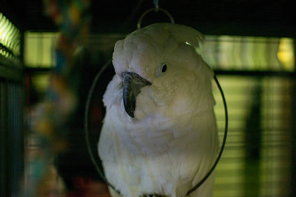 Goffin Cockatoo Cockatoo parrot, additional photograph 4