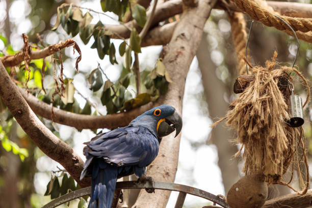 Hyacinth Macaw