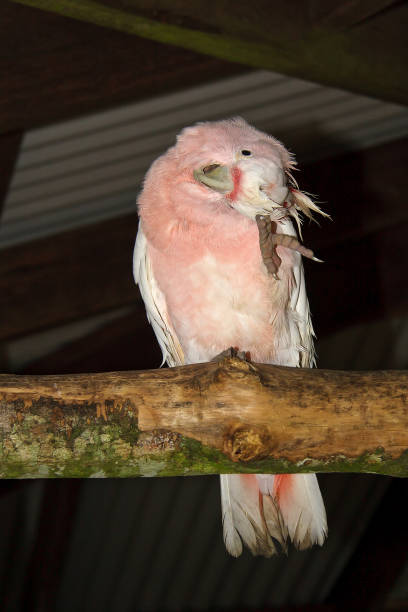 Major Mitchell Cockatoo