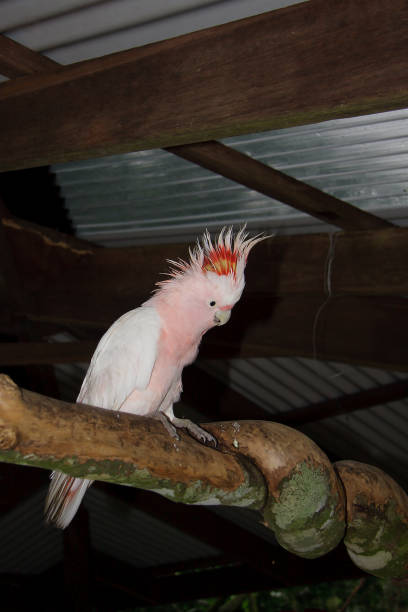 Major Mitchell Cockatoo Cockatoo parrot, additional photograph 2