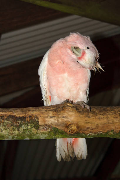 Major Mitchell Cockatoo Cockatoo parrot, additional photograph 3