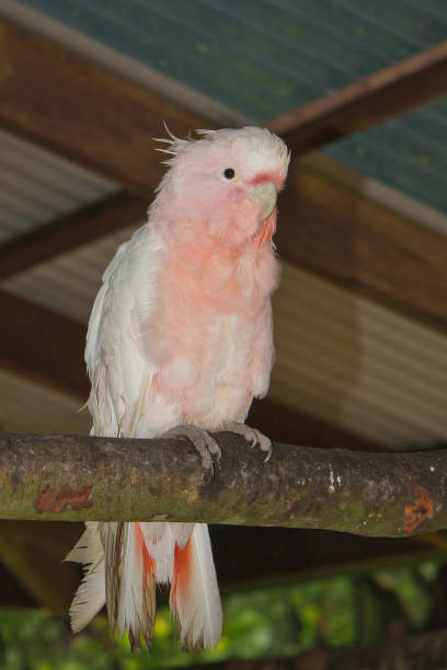 Major Mitchell Cockatoo Cockatoo parrot, additional photograph 4