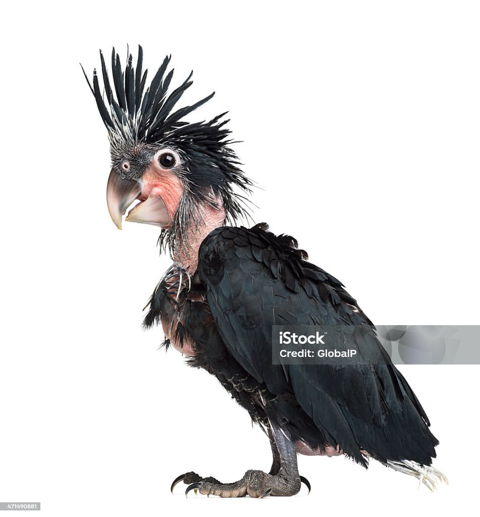 Palm Cockatoo