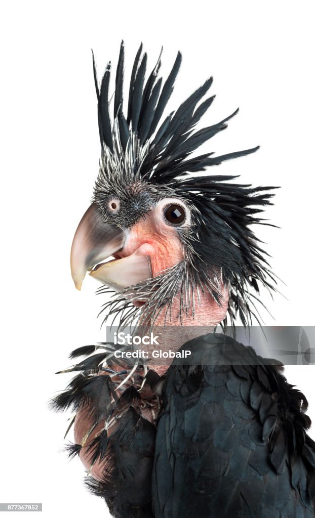 Palm Cockatoo Cockatoo parrot, additional photograph 2