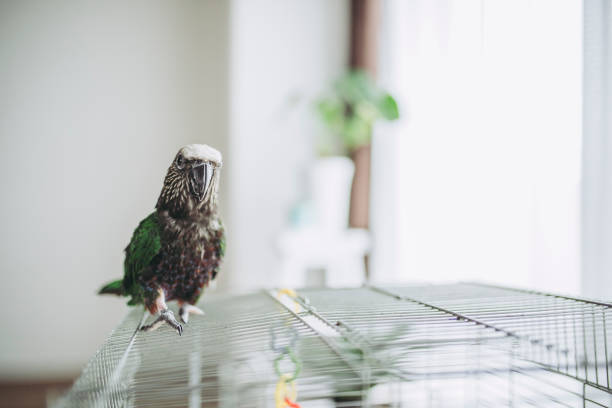 Red-Fan Parrot (Parrot) perched, full body view