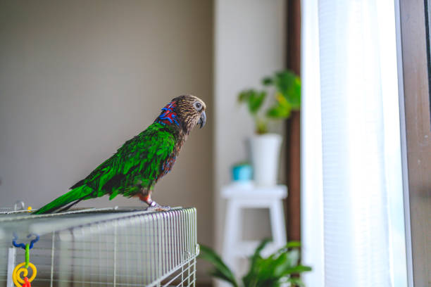 Red-Fan Parrot Parrot parrot, additional photograph 2