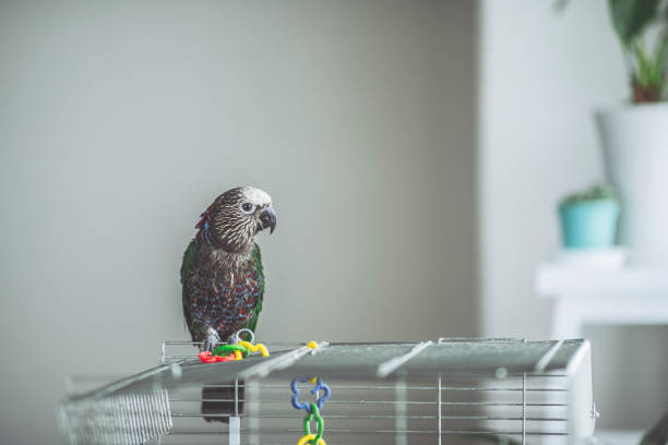 Red-Fan Parrot Parrot parrot, additional photograph 3