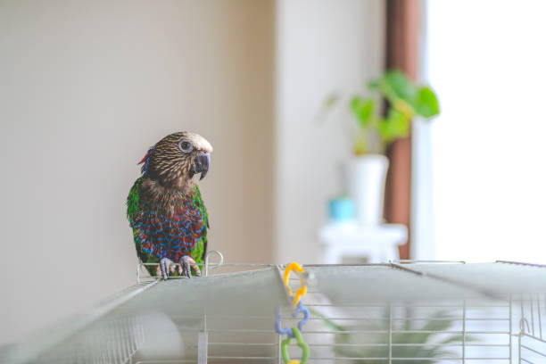 Red-Fan Parrot Parrot parrot, additional photograph 4