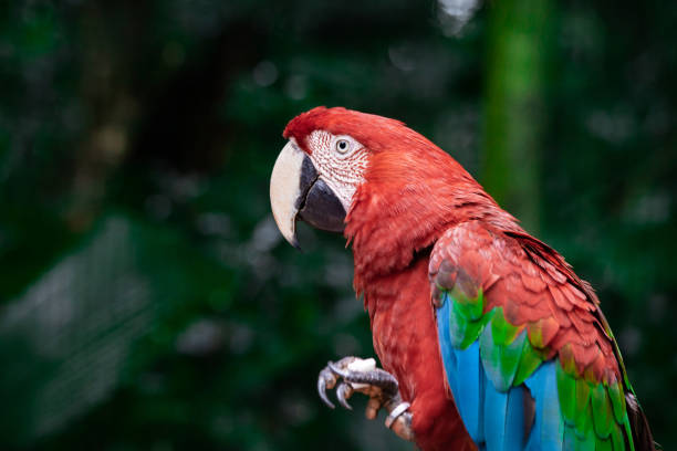Scarlet Macaw