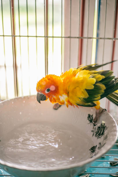 Sun Conure