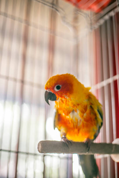 Sun Conure