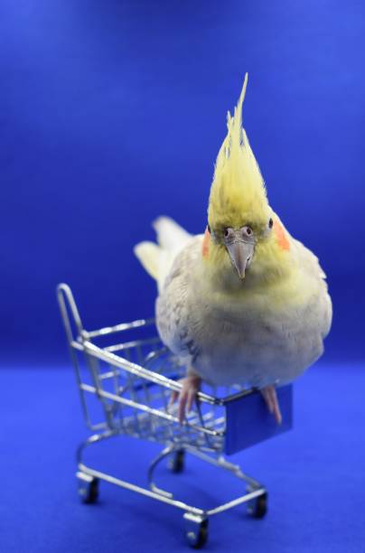 Cockatiel